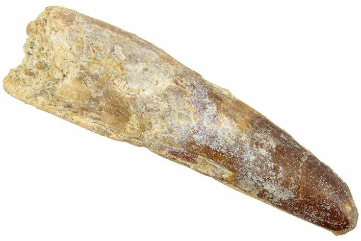 Fossil Spinosaurus Tooth - Real Dinosaur Tooth #239265